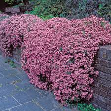 Mydlice Saponaria ocymoides