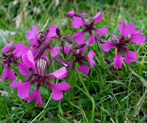 Silenka elisabetha, silene elisabetha​