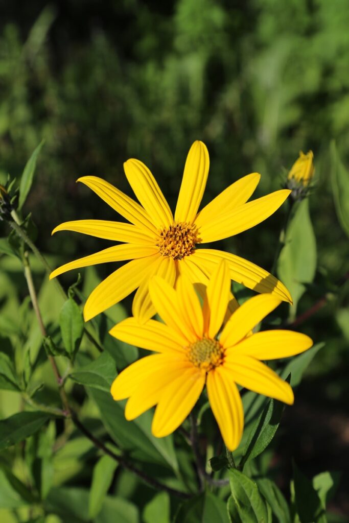 Topinambur - květy rostliny Helianthus tuberosus