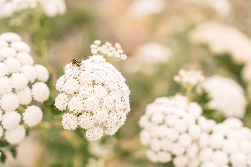Velké bílé květy jedovaté rostliny bolševníku.