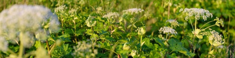 Mnoho jedovatých rostlin: bolševník velkolepý na poli, známý jako Heracleum nebo planá mrkev.
