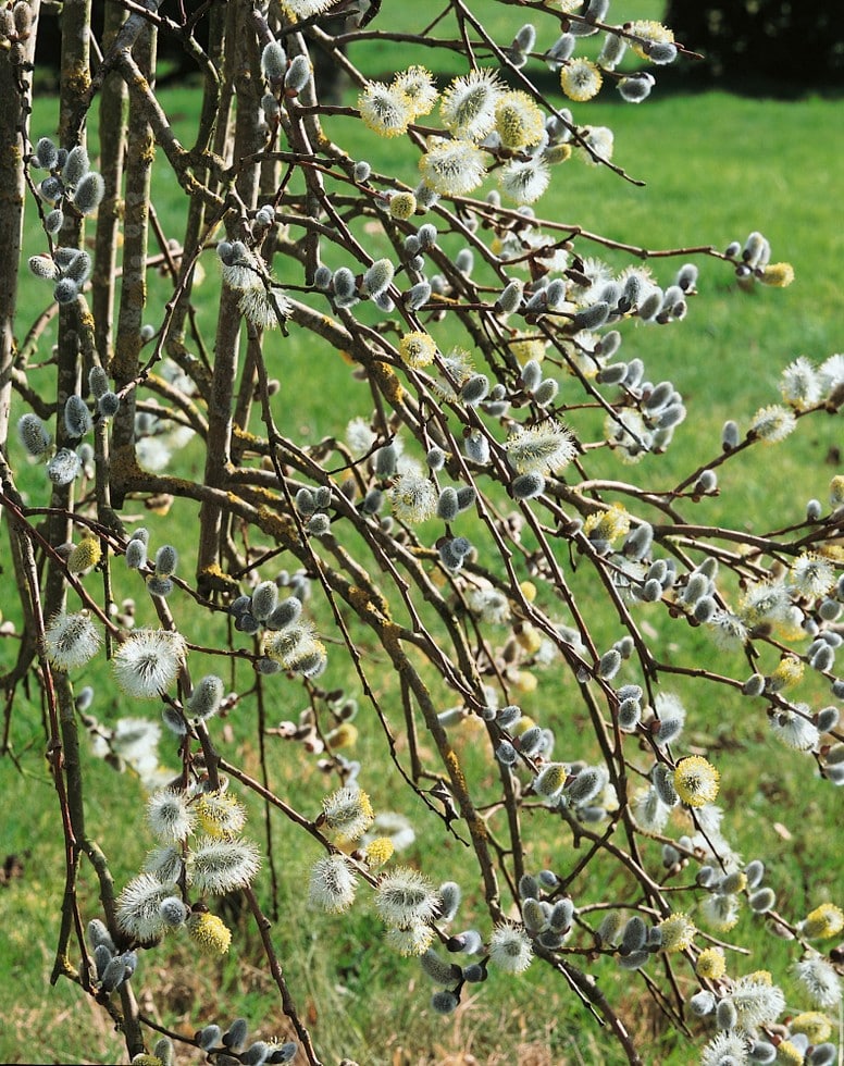 Salix caprea - vrba jívá