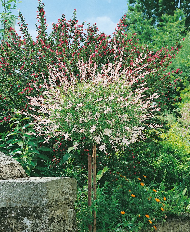 Salix integra 'Hakuro Nishiki' - vrba japonská​