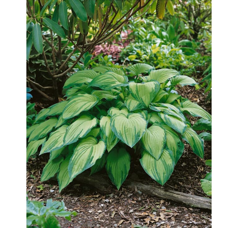 Bohyška 3 Hosta fortunei Albopicta