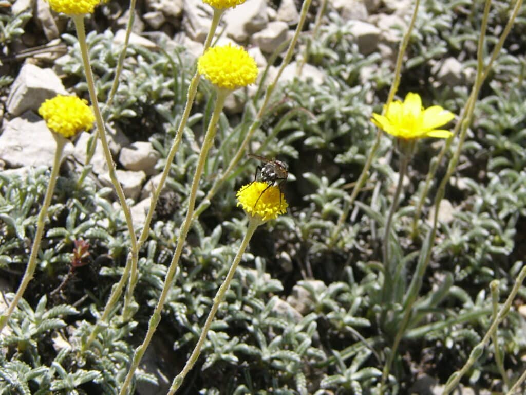 Santolina elegans​