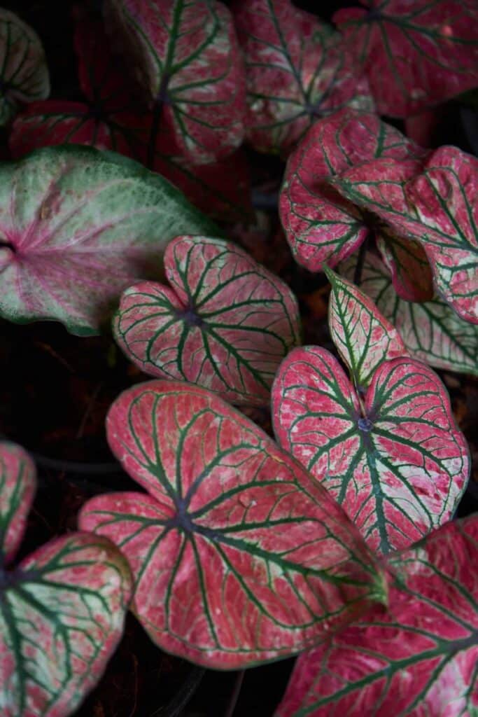 Kaládium 1 red caladium leaves in the garden