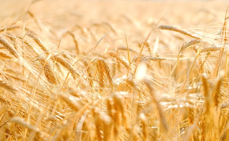 Žito 6 Žitné pole při západu slunce, zralé žito, sklizeň žita na poli