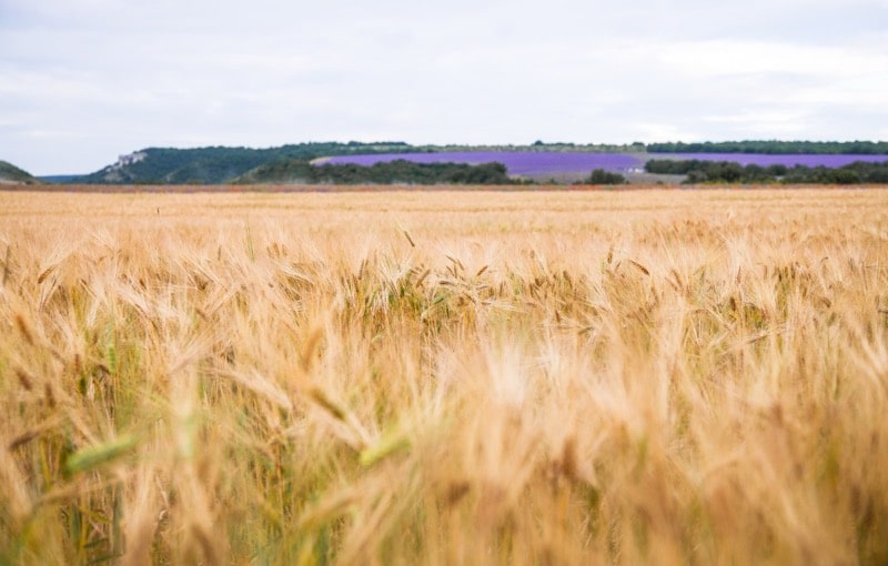 Žito 4 Žitné pole při západu slunce, zralé žito, sklizeň žita na poli