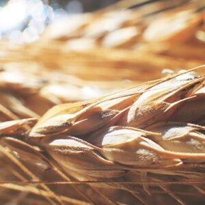 Detail klasů žita na pozadí, makro záběr žitných klasů