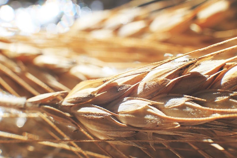 Detail klasů žita na pozadí, makro záběr žitných klasů