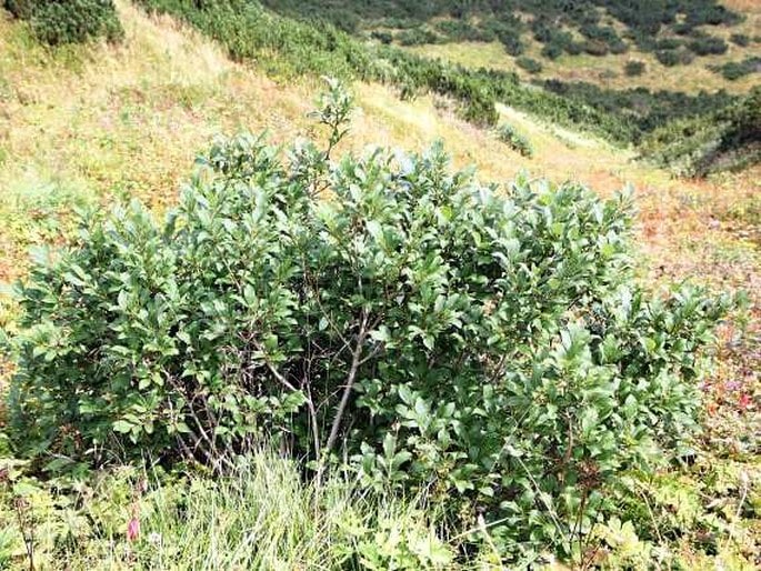 Salix hastata - vrba hrotolistá