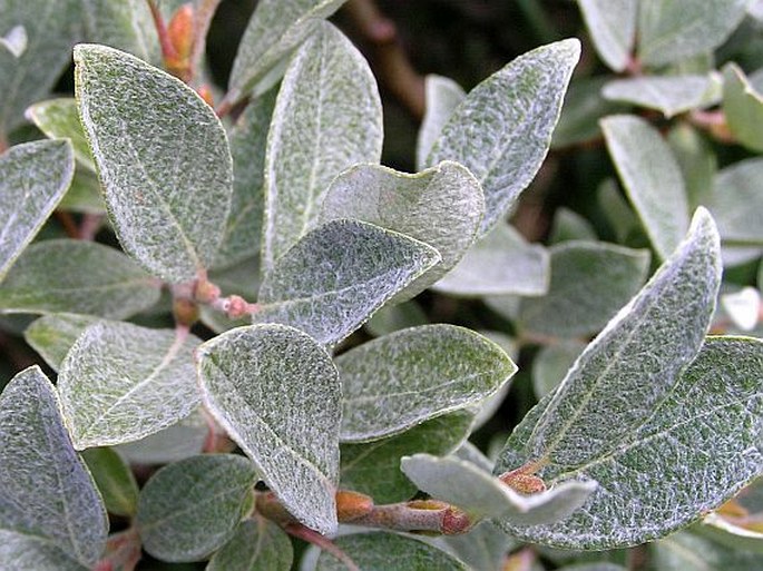 Salix helvetica - vrba švýcarská​