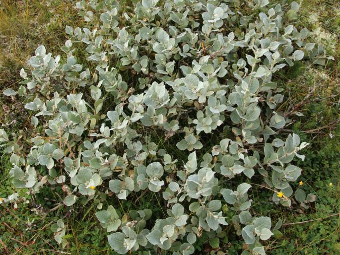 Salix lanata - vrba vlnatá