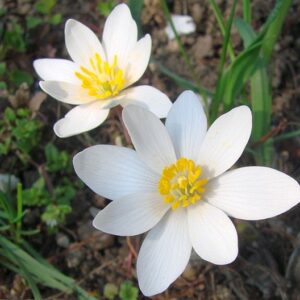 Krevnice kanadská - květy