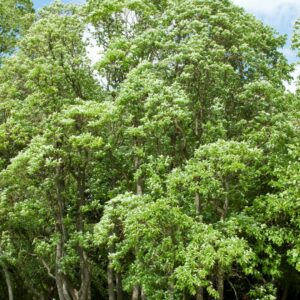 Sassafras albidum | kašťa bělavá