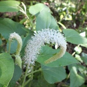 Saururus ještěrkovec, ještěrořep​