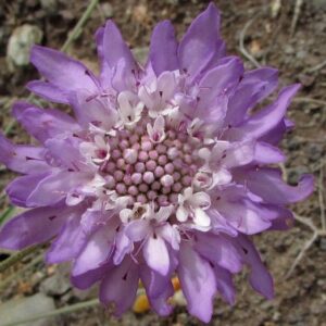 SCABIOSA ATROPURPUREA L. – hlaváč černonachový