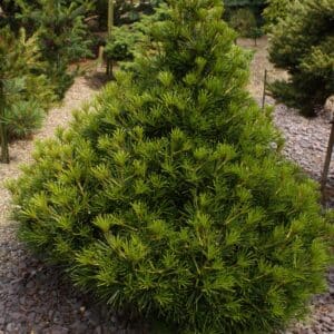 Sciadopitys verticillata | pajehličník přeslenitý