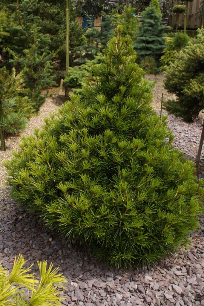 Sciadopitys verticillata | pajehličník přeslenitý