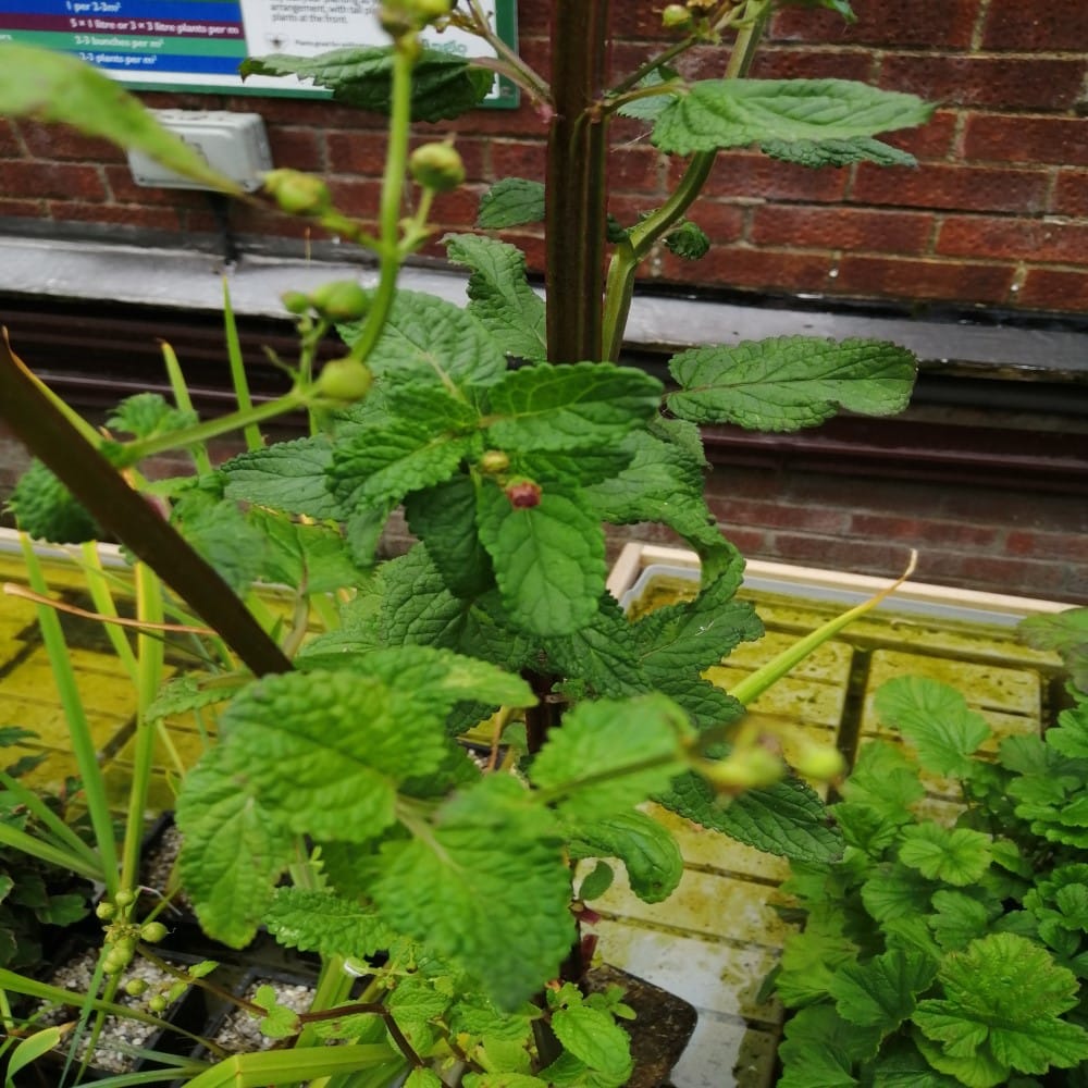 Křiničník vodní - Scrophularia aquatica​