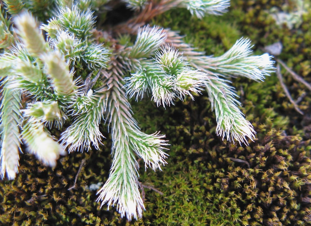 Vraneček 4 Selaginella rupestris, vraneček skalní