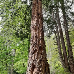 Sequoia sempervirens​
