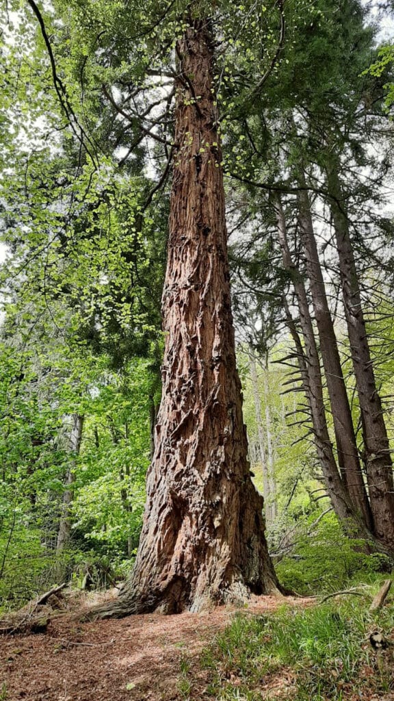 Sequoia sempervirens​