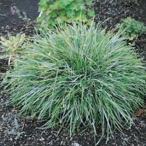 Sesleria caerulea – péchava modrá​