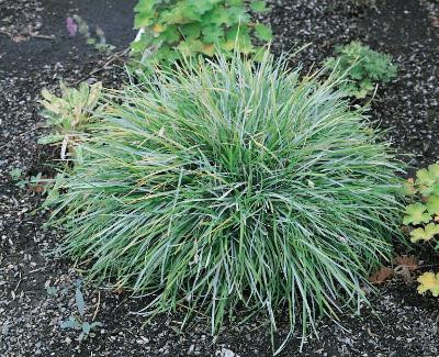 Sesleria caerulea – péchava modrá​