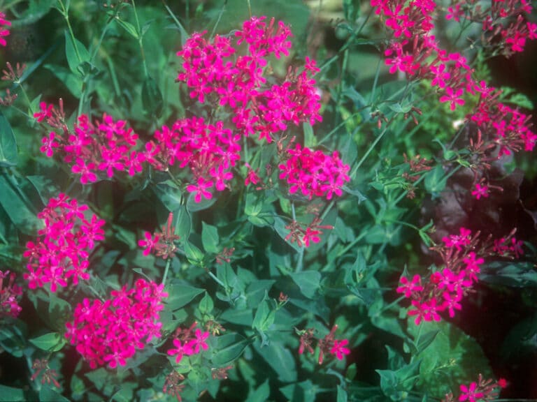 Silenka 7 Silenka pobřežní (Silene armeria Electra)