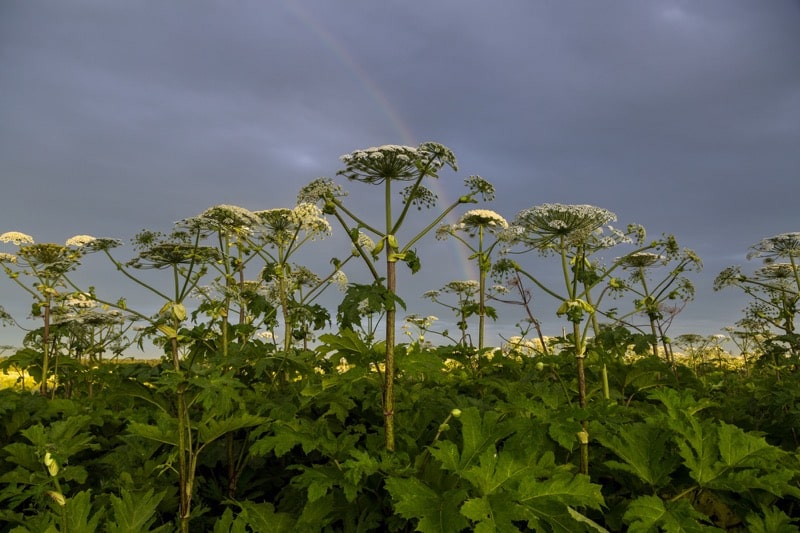 Bolševník 5 Bolševník Sosnowského (*Heracleum sosnowskyi*), nebezpečná invazivní rostlina.