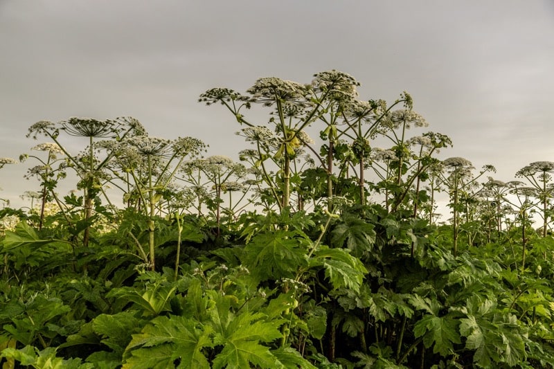 Bolševník 4 Bolševník Sosnowského (*Heracleum sosnowskyi*), nebezpečná invazivní rostlina.