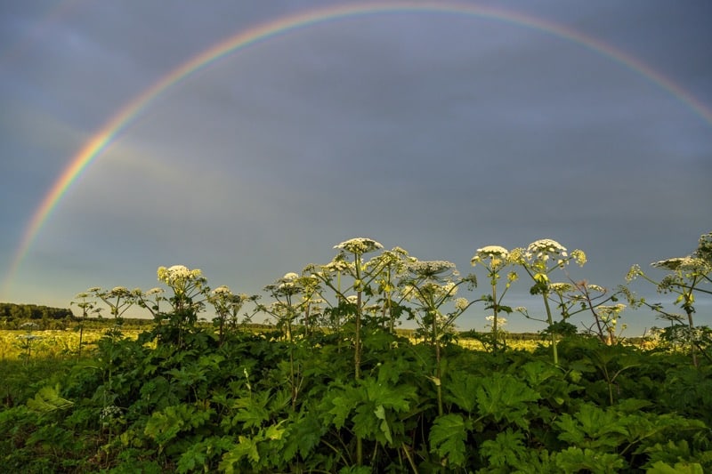 Bolševník Sosnowského (*Heracleum sosnowskyi*) je nebezpečná invazivní rostlina, duha nad polem s bolševníkem.