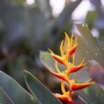 Helikonia 5 Strelície, květ rajky, listy helikonie a tropické listy