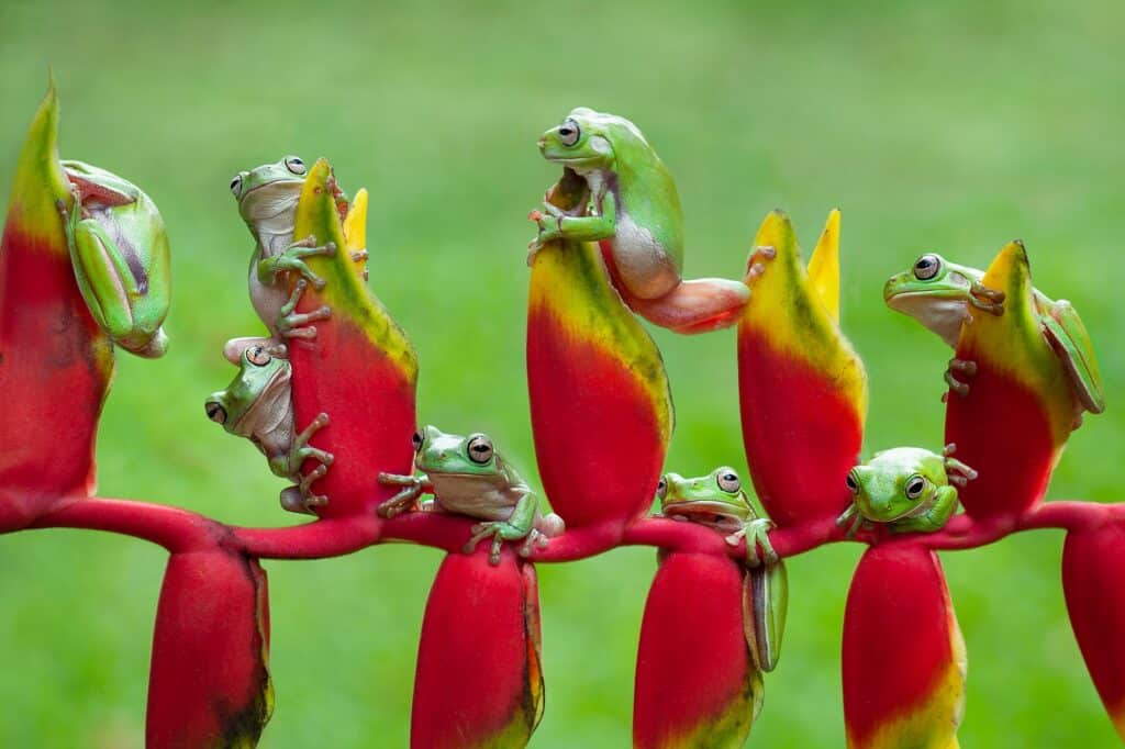 Rosničky nebo létající žáby na helikonii