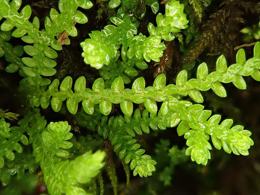 Vraneček 1 Selaginella douglasii, vraneček Douglasův