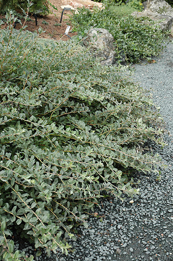 Salix repens - vrba plazivá​
