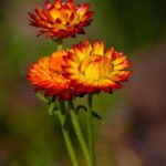 Smil-Slaměnka 5 Zářivě kvetoucí slaměnky