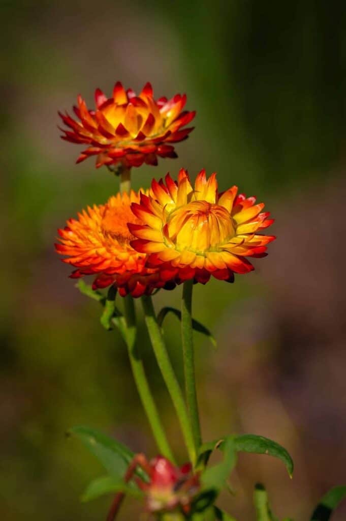 Zářivě kvetoucí slaměnky