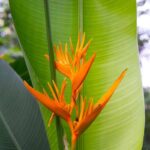 Helikonia 3 Vodní helikonie s žlutými květy