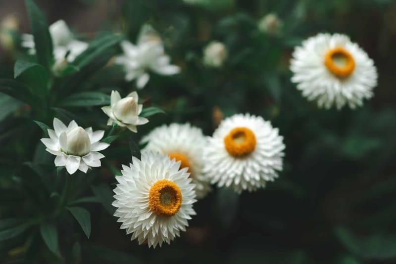 Bílé slaměnky se žlutými středy v zahradě