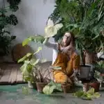 Kaládium 6 Zahradnice zastřihuje suché a zvadlé kaládium – péče o rostlinu pomocí nůžek, hobby.