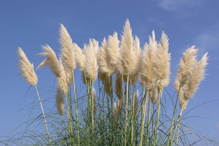Pampová tráva Cortaderia selloana