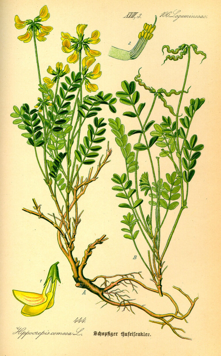 Podkovka 2 Podkovka chocholatá (Hippocrepis comosa) - ilustrace