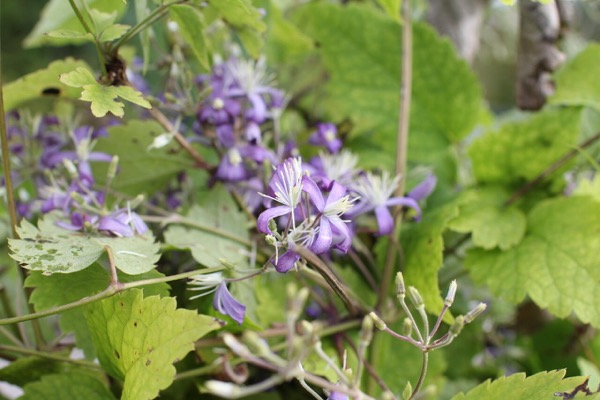 Plamének bolševníkolistý (Clematis heracleifolia)​