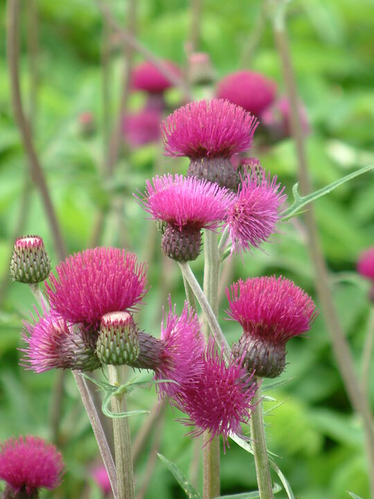 Pcháč potoční (Cirsium rivulare)​