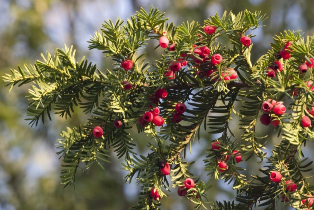 Tis červený (Taxus baccata)​