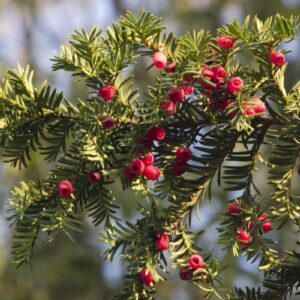 Tis červený (Taxus baccata)​