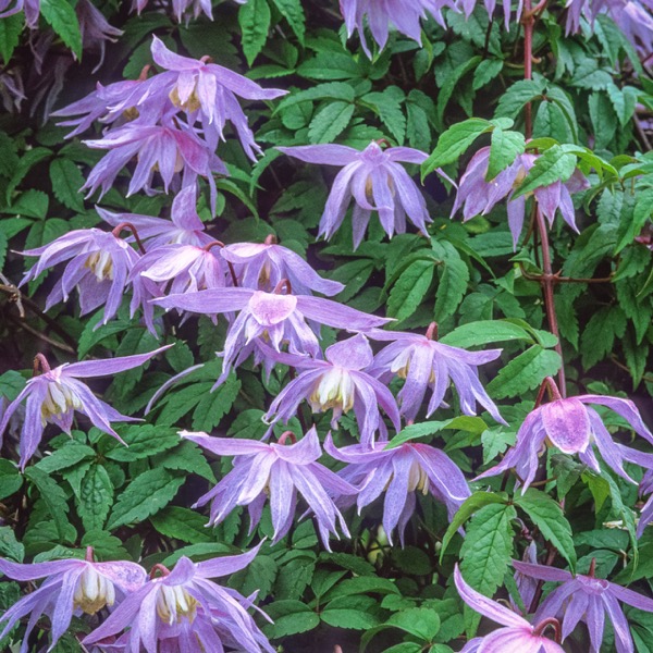 Plamének velkokvětý (Clematis macropetala)​
