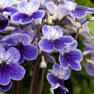 Tořivka (Streptocarpus)​